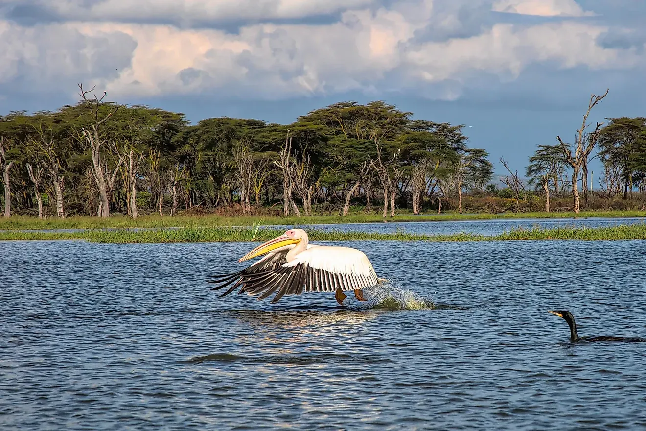 lake naivashaa